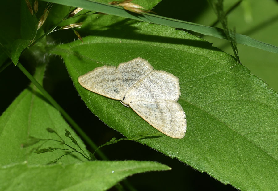 Geometridae: Idaea subsericeata? No, Scopula nigropunctata